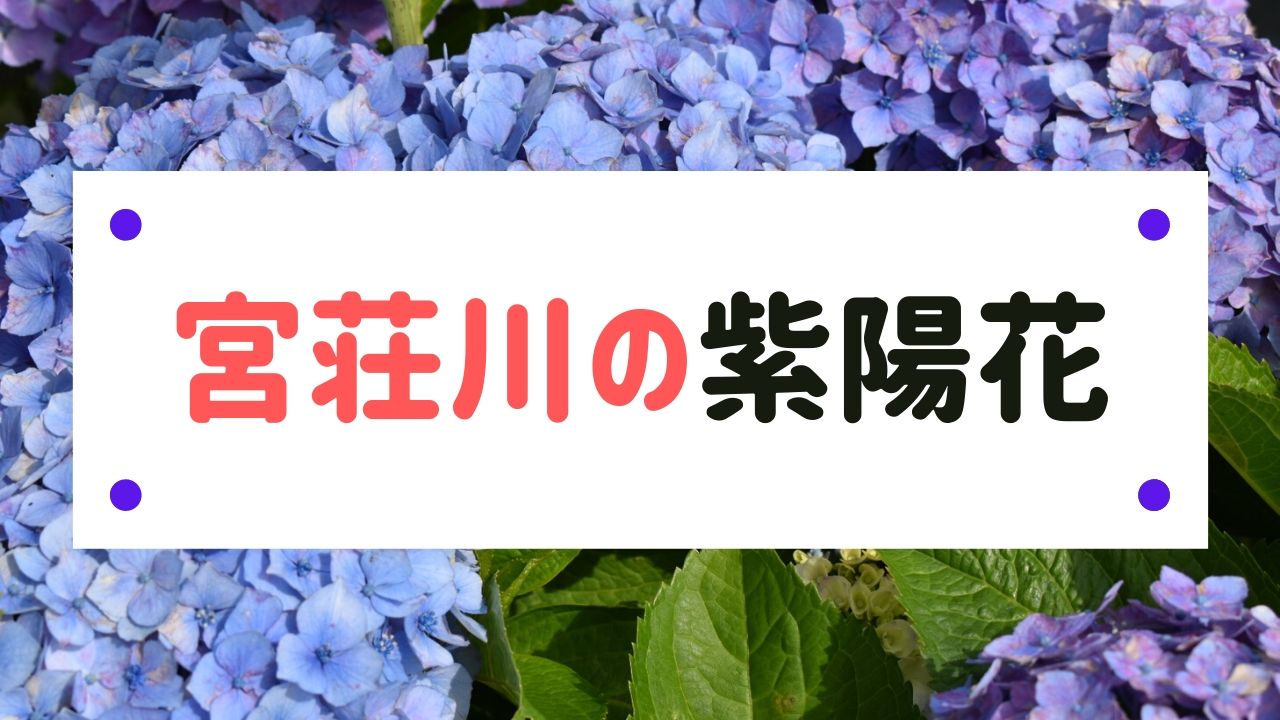 滋賀県東近江市 宮荘川の紫陽花 あじさい Helpful