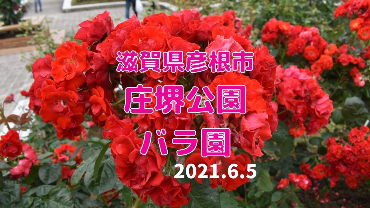 21 6 5 土 庄堺公園バラ 薔薇 園 滋賀県彦根市 Helpful